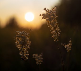 Цветы лабазника на закате