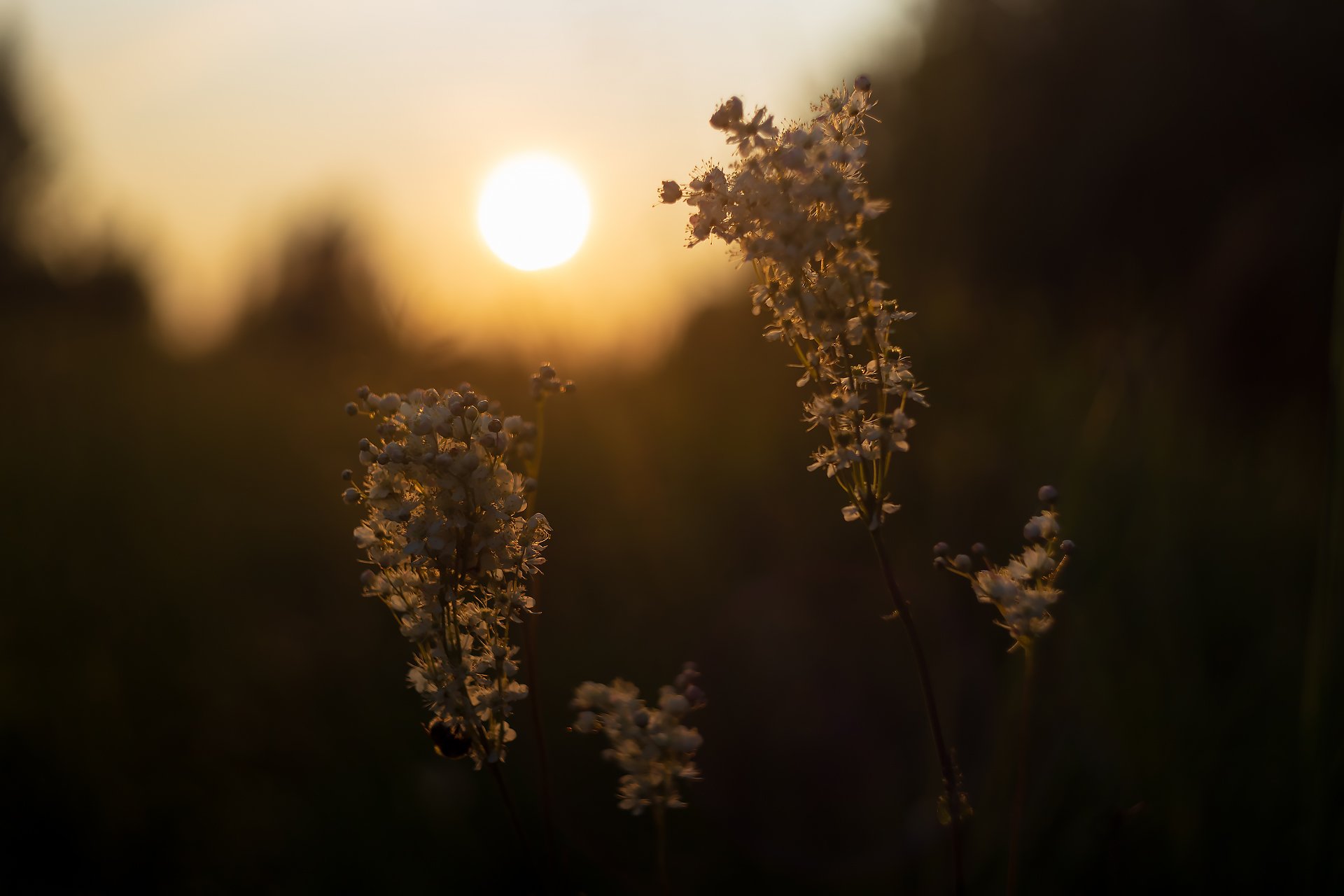 Цветы лабазника на закате
