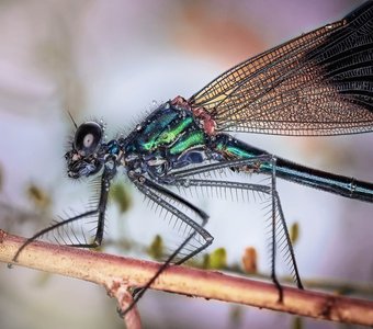 Стрекоза красотка девушка
