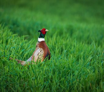 Гордая птица - фазан