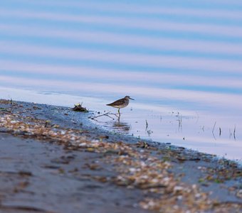 Фифи у воды