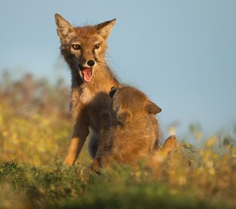 Укрощение строптивого