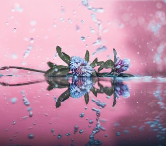 Цветы на воде