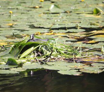 Лысуха высиживает яйца