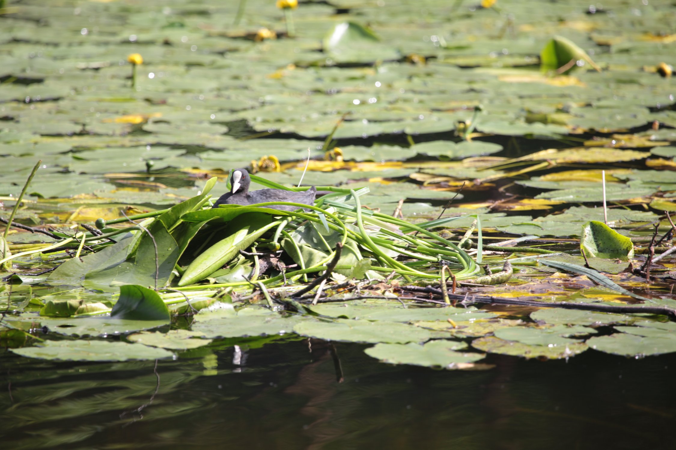 Лысуха высиживает яйца