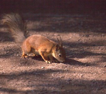 Белочка ищет пропитание