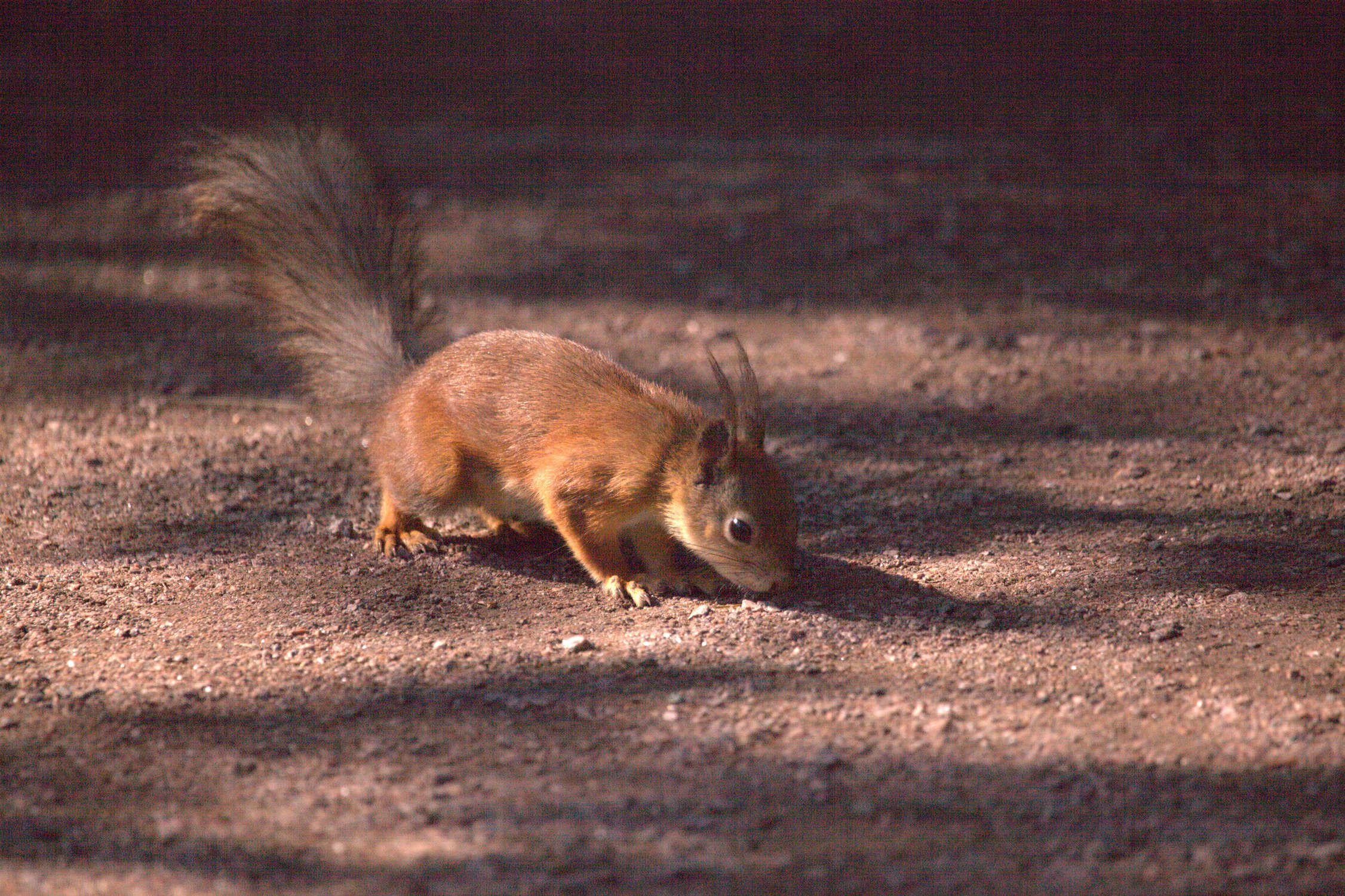 Белочка ищет пропитание