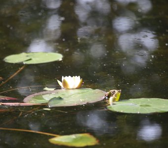 Белая кувшинка