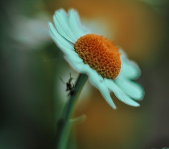 Ромашка и муравей