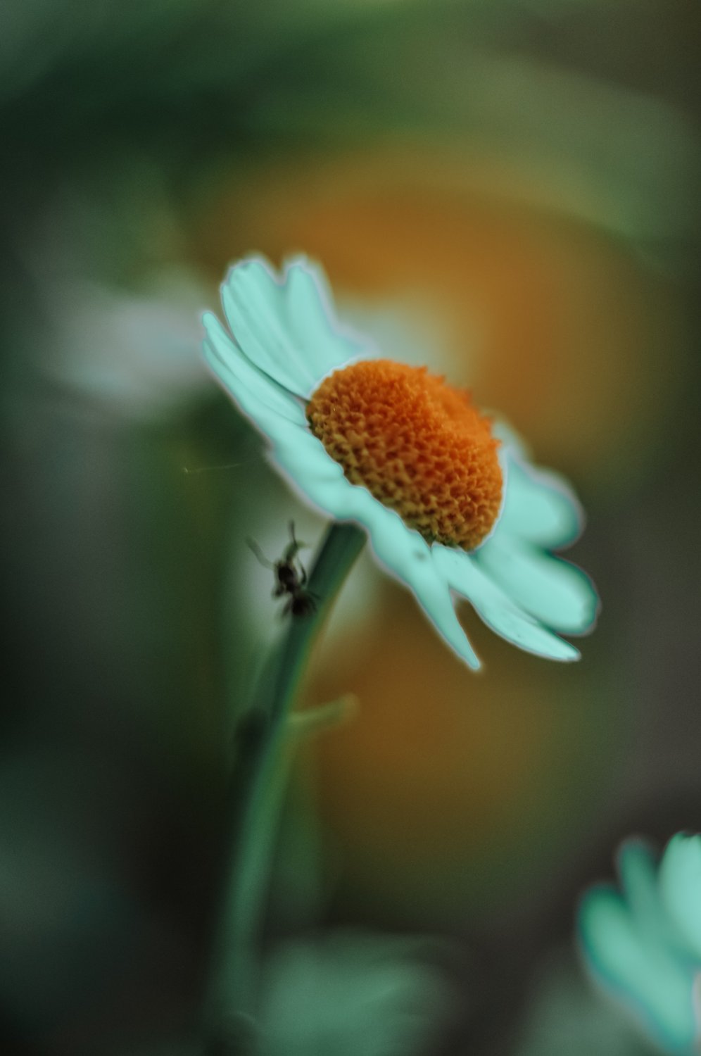 Ромашка и муравей