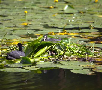 Лысухи вьют гнездо