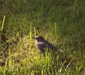 Молодой птенец.