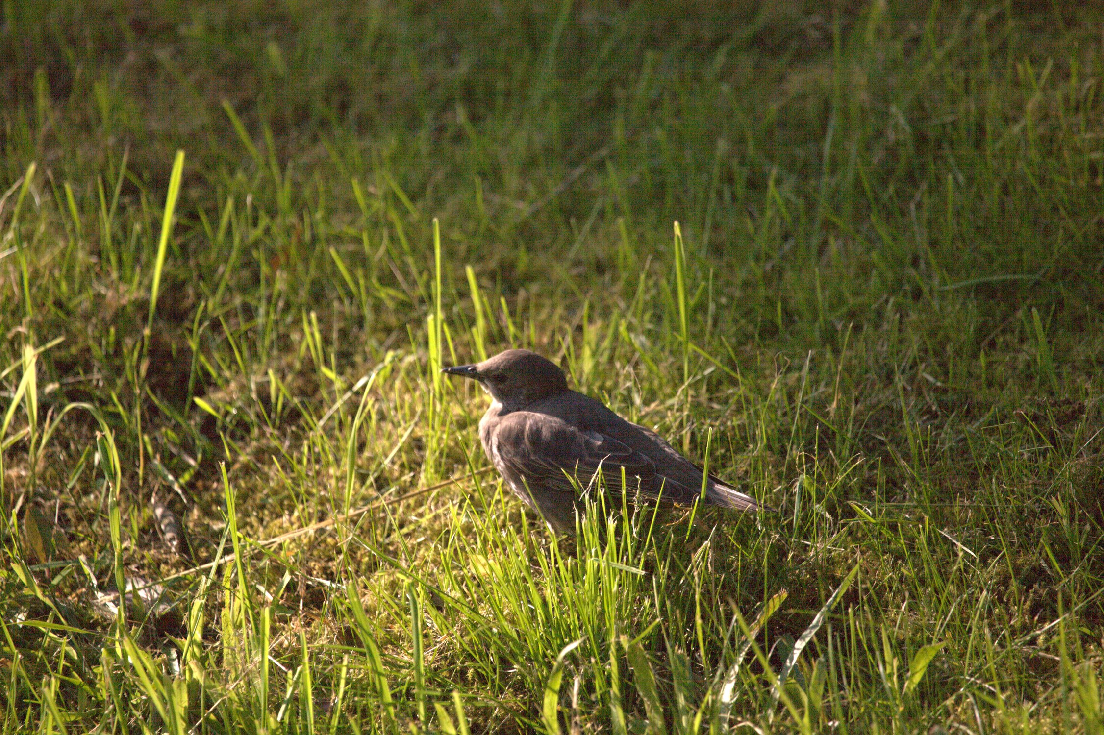 Молодой птенец.