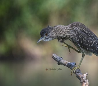 Страшно красивая