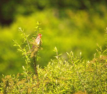 Птичка с красной шапочкой