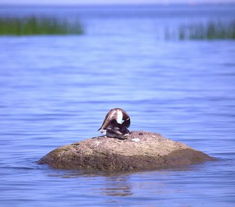 Дружная парочка