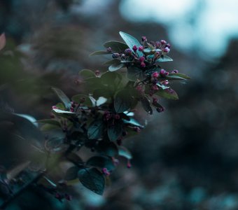 Кизильник, Новгородская область