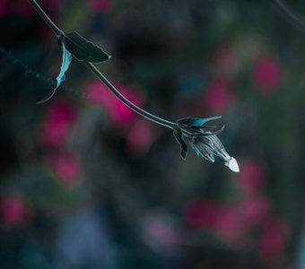 Дрема белая