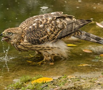 Пить хочется