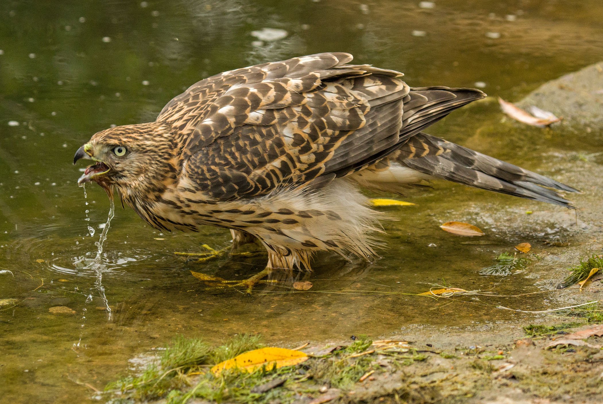 Пить хочется