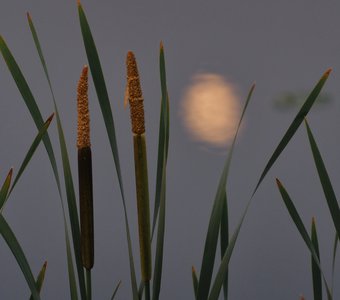 Рогоз и луна