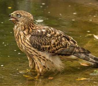 Ястреб - перепелятник