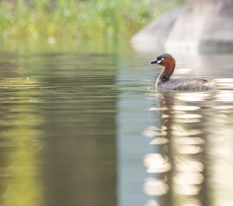 Парковый пруд