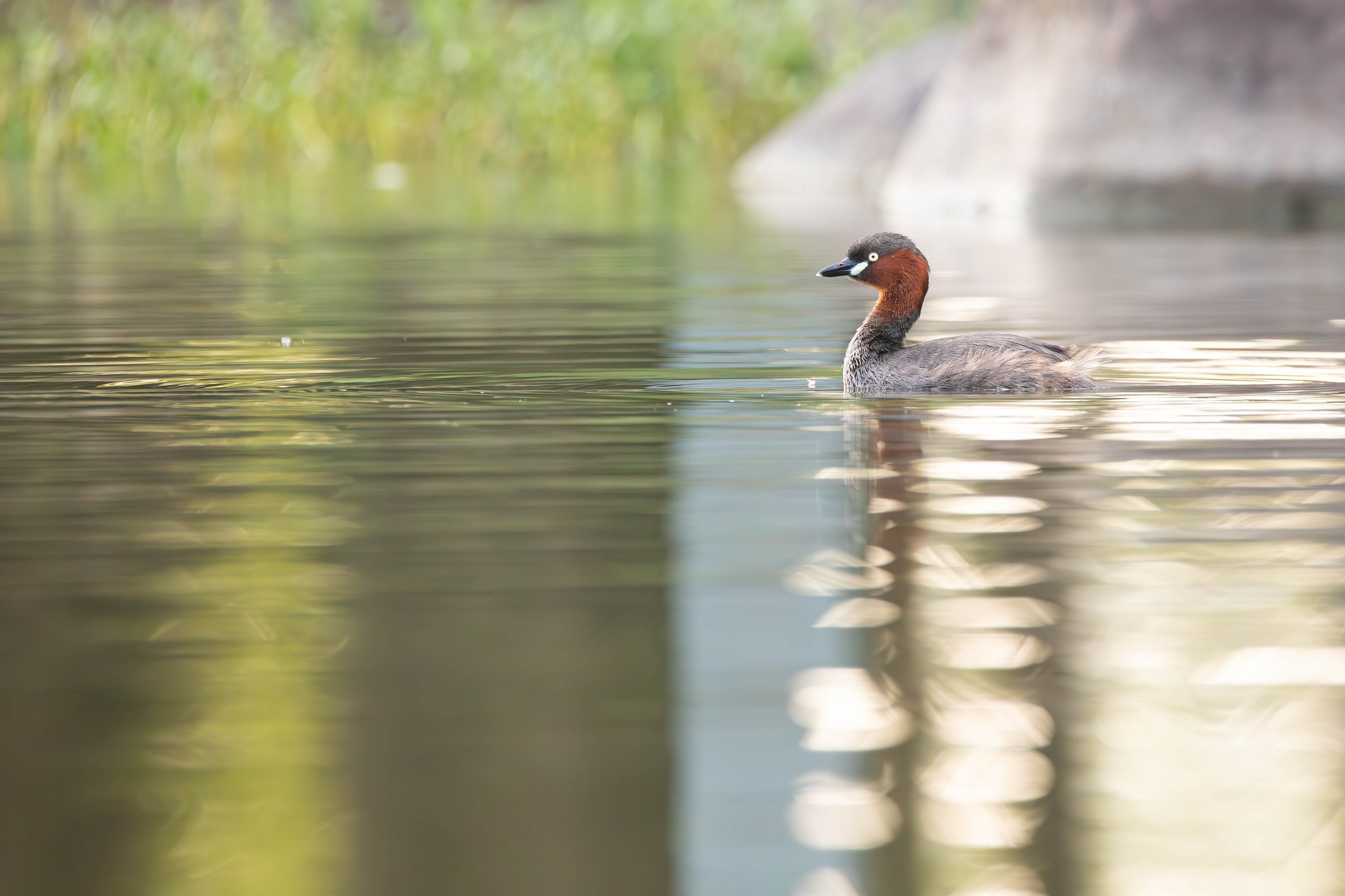 Парковый пруд