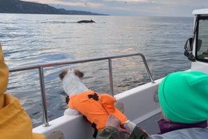 Жужа ищет китов: как в Баренцевом море обучают собаку-биодетектора