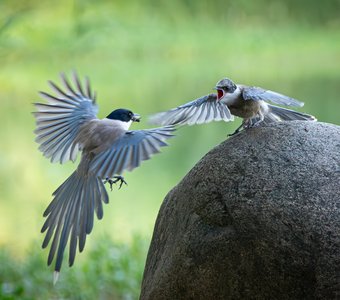 Нервный обед