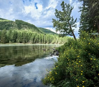 Заросли курильского чая