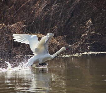 Лебедь на взлёте
