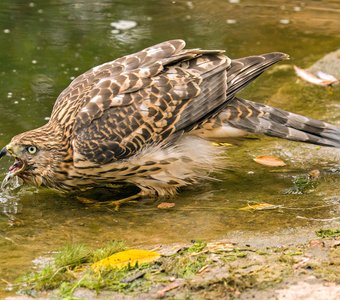 Ястреб на водопое