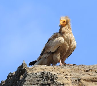 Стервятник..