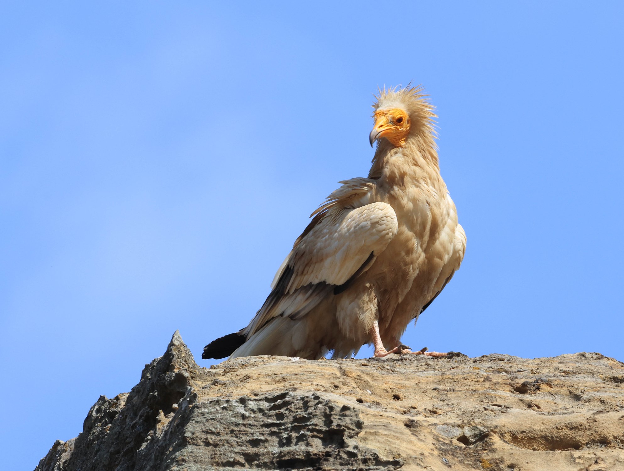 Стервятник