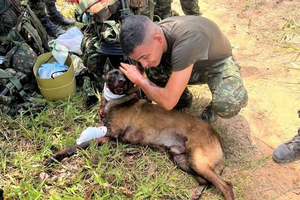 В Колумбии служебная собака лишилась лапы, но спасла десятки солдат