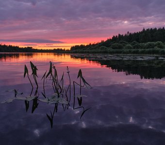 Стрелолист