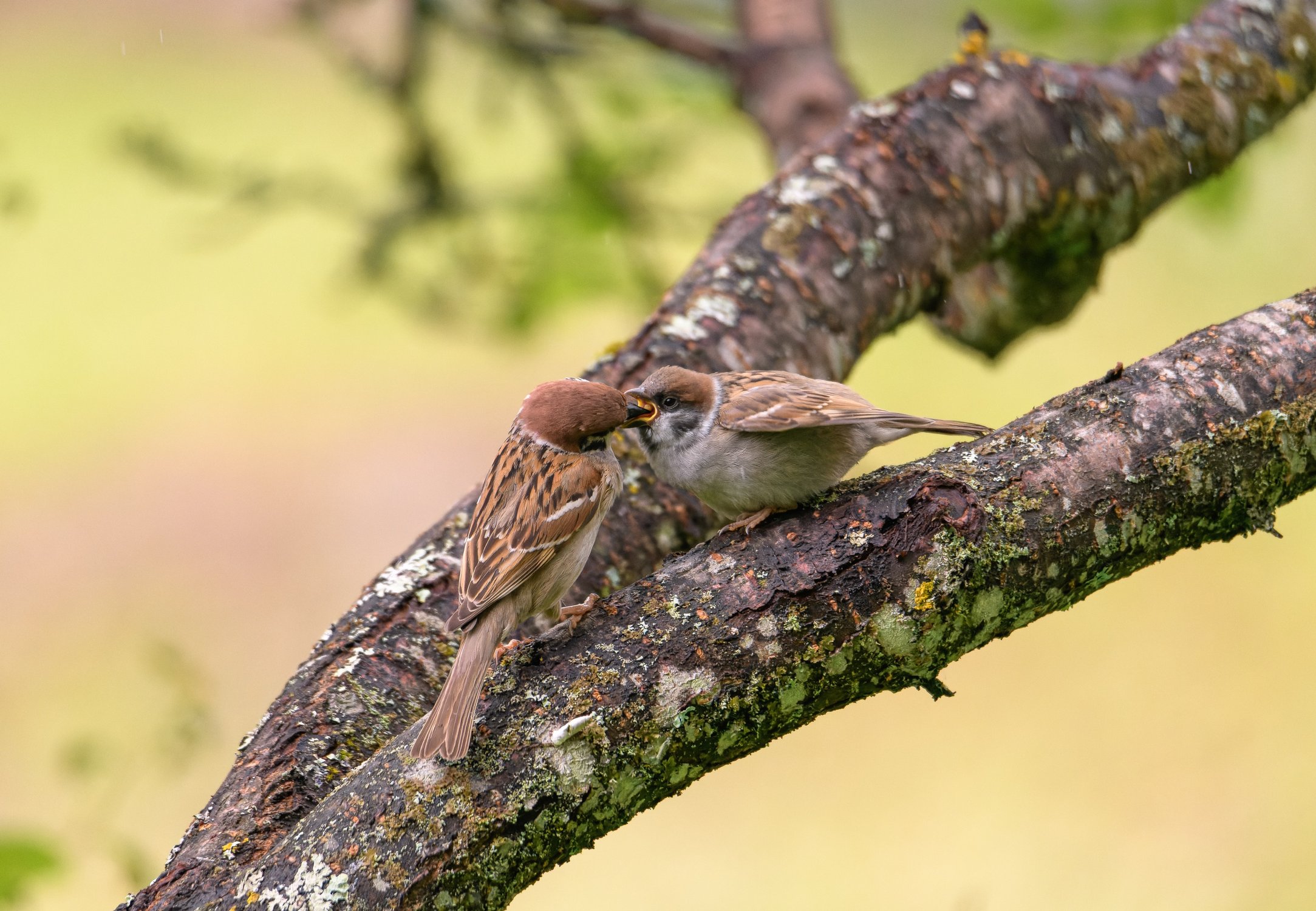 Фоторепортаж (1): Полевой воробей кормит своего желторотика