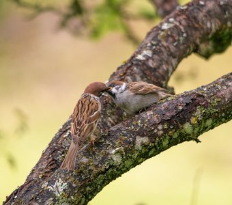 Фоторепортаж (2): Полевой воробей кормит своего желторотика