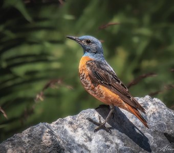 Красавец мужчина