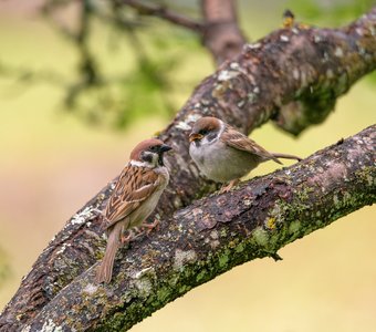 Фоторепортаж (4): Полевой воробей кормит своего желторотика