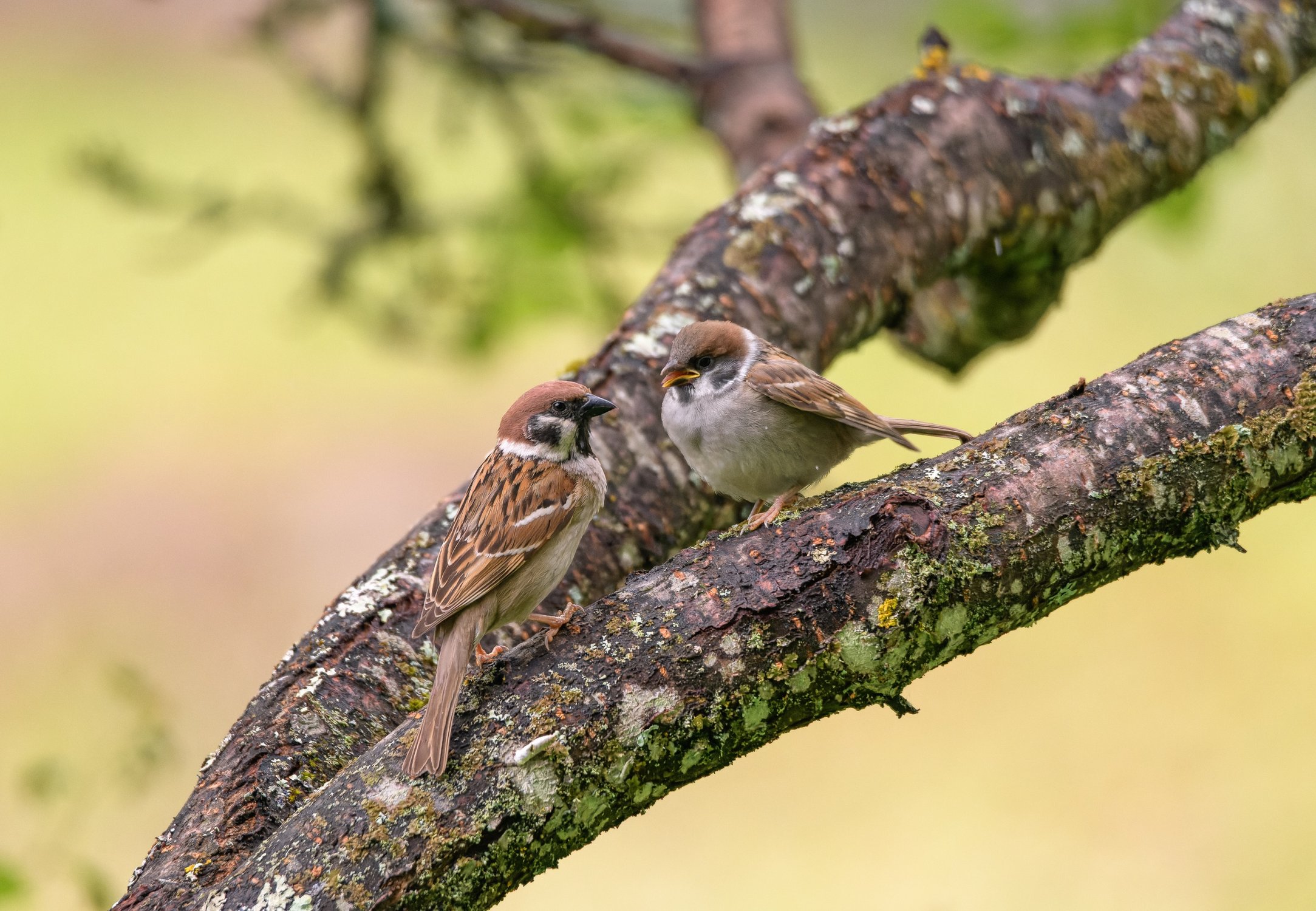 Фоторепортаж (4): Полевой воробей кормит своего желторотика