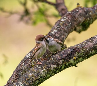 Фоторепортаж (3): Полевой воробей кормит своего желторотика