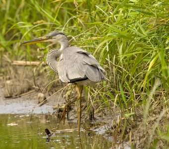 серая цапля