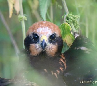 Птичье детство: взгляд из крапивы