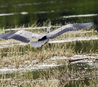 Серая цапля