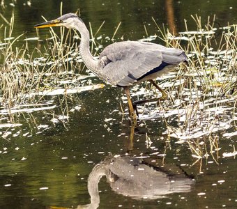 Серая цапля