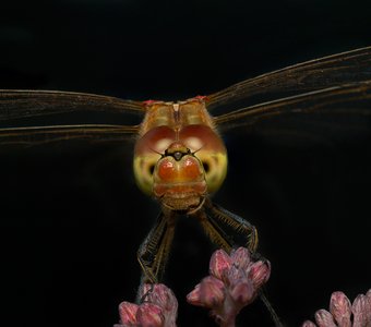 Портрет в темных тонах