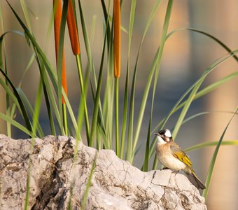 Китайский бюльбюль