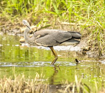 Серая цапля